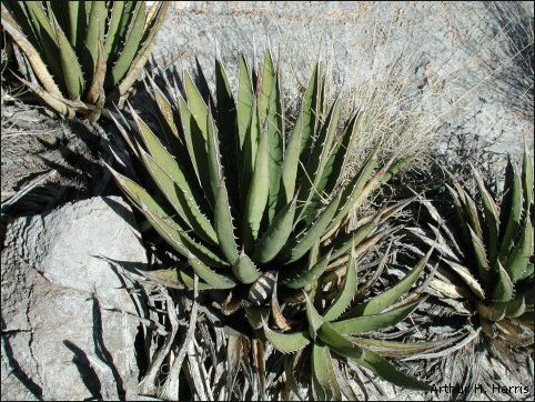 Lechuguilla Plant of the Chihuahuan Desert!
