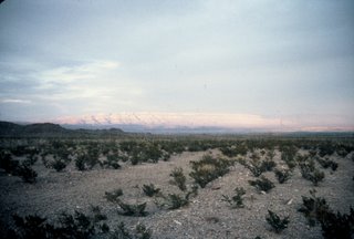 Chihuahuan Desert Scene!