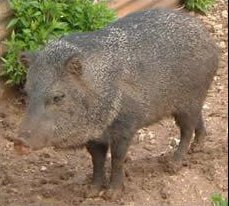 Javelina/Peccary of the ChihuahuanDesert!