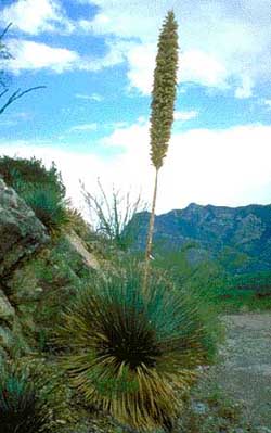 Sotol Plant of the Chihuahuan Desert!