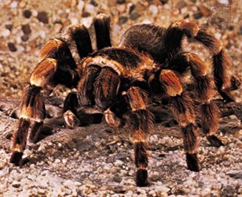 Tarantula of the Chihuahuan Desert!