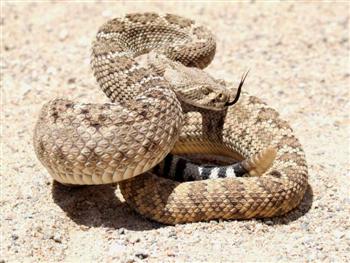 Western Diamondback Rattlesnake of the Chihuahuan Desert!
