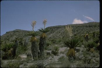 Chihuahuan Desert Scene!