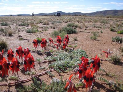 Northwest of broken hill ,just prior to busting front prop shaft