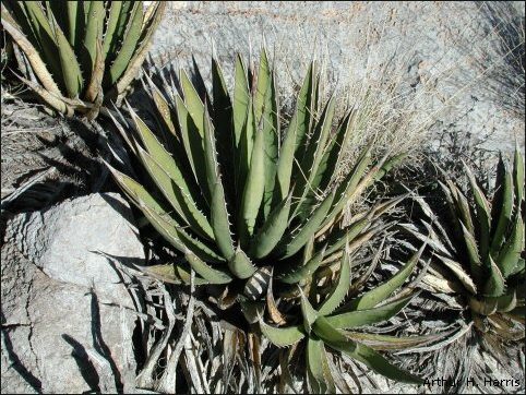 Lechuguilla Plant of the Chihuahuan Desert! Lechuguilla Plant of the Chihuahuan Desert!