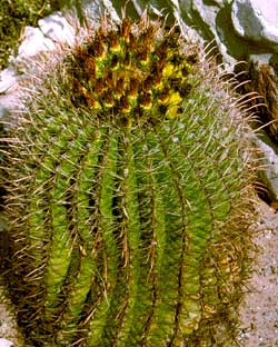 Barrel Cactus of the Chihuahuan Desert!