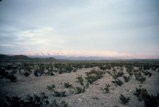 Chihuahuan Desert Scene! Chihuahuan Desert Scene!