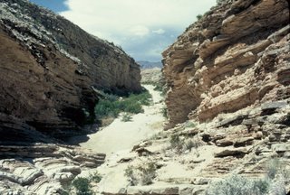 Chihuahuan Desert Scene!