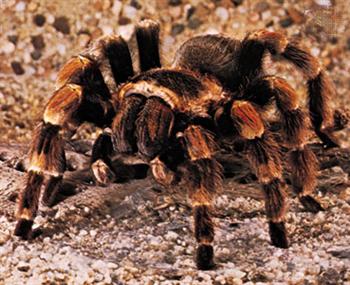Tarantula of the Chihuahuan Desert! Tarantula of the Chihuahuan Desert!