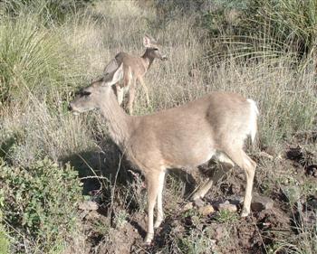 White Tailed Deer of the Chihuahuan Desert!
