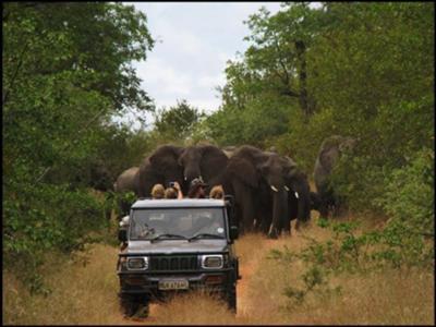 Lion research